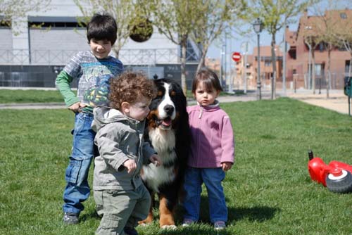 Beowulf bernese mountain dogs